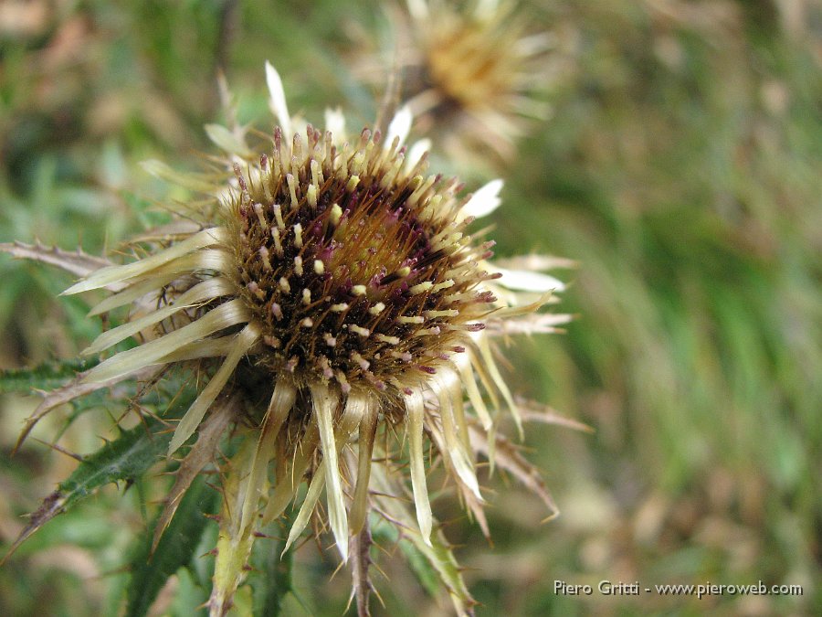 cancervo 019.jpg - Carlina bianca (Carlina acaulis)